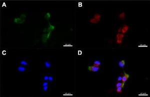 Anti-CD151 Rabbit Polyclonal Antibody