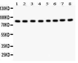 Anti-B Raf Polyclonal Antibody