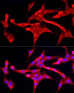 Immunofluorescence analysis of NIH/3T3 cells using Anti-Peroxiredoxin 2/PRP Antibody (A307012) at a dilution of 1:50 (40X lens). DAPI was used to stain the cell nuclei (blue)