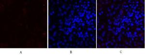 Anti-MMP2 Rabbit Polyclonal Antibody