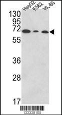 Anti-PIGR Rabbit Polyclonal Antibody