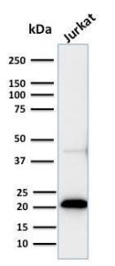 Antibody A250506-100 100 µg