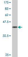 Anti-HEBP1 Mouse Polyclonal Antibody