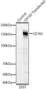 Western blot analysis of 293T, using Anti-CD163 Antibody (A305657) at 1:700 dilution