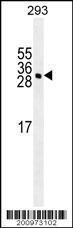 Anti-YEATS4 Mouse Monoclonal Antibody (AP (Alkaline Phosphatase)) [clone: 204CT4.7.2]