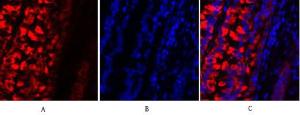 Anti-MMP2 Rabbit Polyclonal Antibody