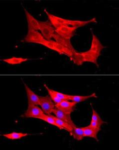 Immunofluorescence analysis of NIH/3T3 cells using Anti-Peroxiredoxin 2/PRP Antibody (A307013) at a dilution of 1:200 (40x lens) DAPI was used to stain the cell nuclei (blue)