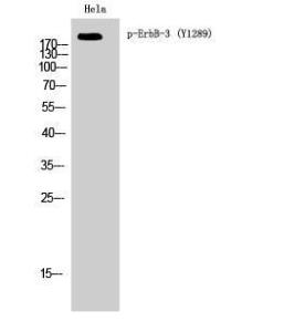 Western blot analysis of Hela cells using Anti-HER3 (phospho Tyr1289) Antibody