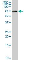 Anti-ACBD3 Mouse Polyclonal Antibody