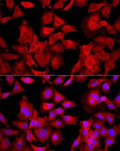 Immunofluorescence analysis of HeLa cells using Anti-Peroxiredoxin 2/PRP Antibody (A307013) at a dilution of 1:200 (40x lens) DAPI was used to stain the cell nuclei (blue)