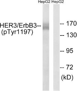 Western blot analysis of lysates from HepG2 cells using Anti-HER3 (phospho Tyr1197) Antibody. The right hand lane represents a negative control, where the antibody is blocked by the immunising peptide