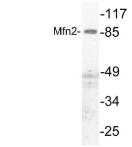 Western blot analysis of lysate from HUVEC cells using Anti-Mfn2 Antibody