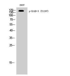 Western blot analysis of 293T cells using Anti-HER3 (phospho Tyr1197) Antibody