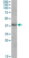 Anti-APOA5 Goat Polyclonal Antibody