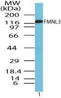 Anti-FMNL3 Rabbit polyclonal antibody unconjugated