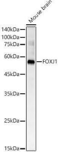 Western blot analysis of Mouse brain, using Anti-FoxJ1 Antibody (A305658) at 1:400 dilution