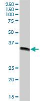 Anti-GIPC2 Mouse Polyclonal Antibody