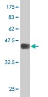 Anti-ZNF182 Mouse Monoclonal Antibody [clone: 6D11]