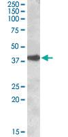 Anti-ERCC1 Goat Polyclonal Antibody