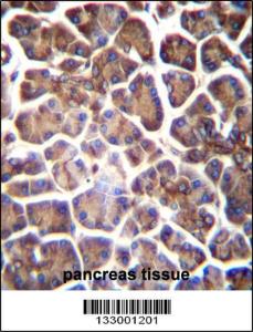 Anti-GNAS Rabbit Polyclonal Antibody (PE (Phycoerythrin))