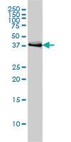 Anti-BAG1 Mouse Monoclonal Antibody [clone: 4E2]