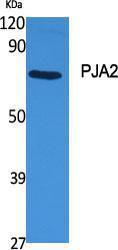 Anti-PJA2 antibody