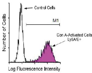 Anti-LY6A Rat Monoclonal Antibody (Spectral Red®) [clone: D7]