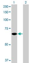 Anti-STAM2 Rabbit Polyclonal Antibody