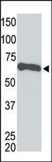 Anti-Myc Tag Mouse Monoclonal Antibody [clone: 9E10]