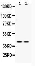 Anti-ATF4 Rabbit Polyclonal Antibody