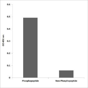 ELISA for immunogen phosphopeptide (left) and non-phosphopeptide (right) using Anti-HER2 (phospho Tyr1112) Antibody