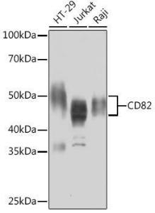 Western blot analysis of extracts of various cell lines, using Anti-CD82 Antibody [ARC1501] (A308137) at 1:1,000 dilution