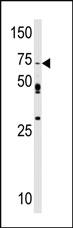 Anti-PDZD4 Rabbit Polyclonal Antibody