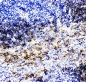 Anti-CD79b Polyclonal Antibody