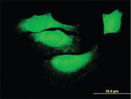 Anti-BAG1 Mouse Monoclonal Antibody [clone: 4E2]