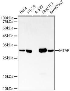 Antibody A307019-100 100 µl