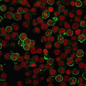 Immunofluorescent analysis of Raji cells stained with Anti-CD20 Antibody [rIGEL/773] followed by Goat Anti-Mouse IgG (CF&#174; 488) (Green). Nuclei are stained with RedDot