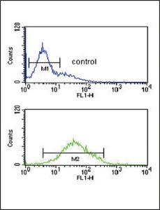 Anti-ZFYVE16 Rabbit Polyclonal Antibody (FITC (Fluorescein Isothiocyanate))