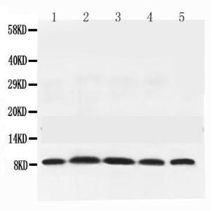 Anti-NEDD8 Rabbit Polyclonal Antibody