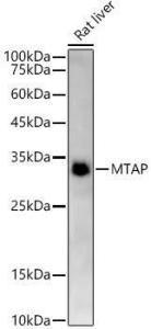 Antibody A307019-100 100 µl