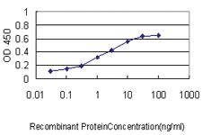 Anti-BAG1 Mouse Monoclonal Antibody [clone: 4E2]