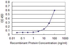 Anti-FHIT Mouse Monoclonal Antibody [clone: 3D3]