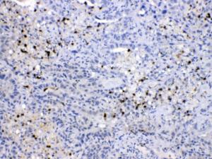 Anti-NEDD8 Rabbit Polyclonal Antibody