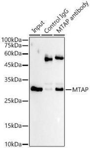 Antibody A307019-100 100 µl