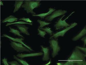 Anti-DAPK2 Mouse Monoclonal Antibody [clone: 1A2]