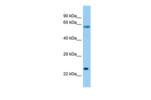 Anti-SPCS3 Rabbit Polyclonal Antibody