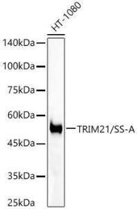 Western blot analysis of HT-1080, using Anti-TRIM21 / SS-A Antibody [ARC57363] (A309663) at 1:2000 dilution