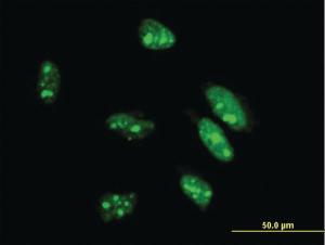 Anti-CDX1 Mouse Monoclonal Antibody [clone: 4C4]