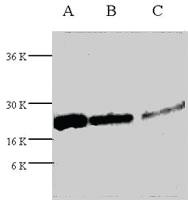 Anti-TNFSF10 Rabbit Polyclonal Antibody