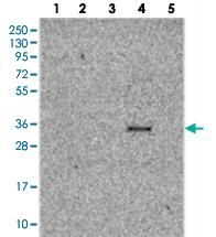 Anti-TMUB2 Rabbit Polyclonal Antibody